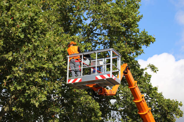 Best Emergency Tree Removal  in Beaufort, SC