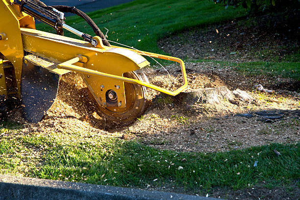 How Our Tree Care Process Works  in  Beaufort, SC